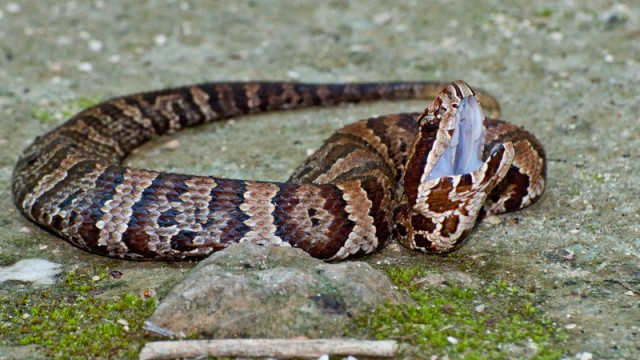 Cottonmouth Snake